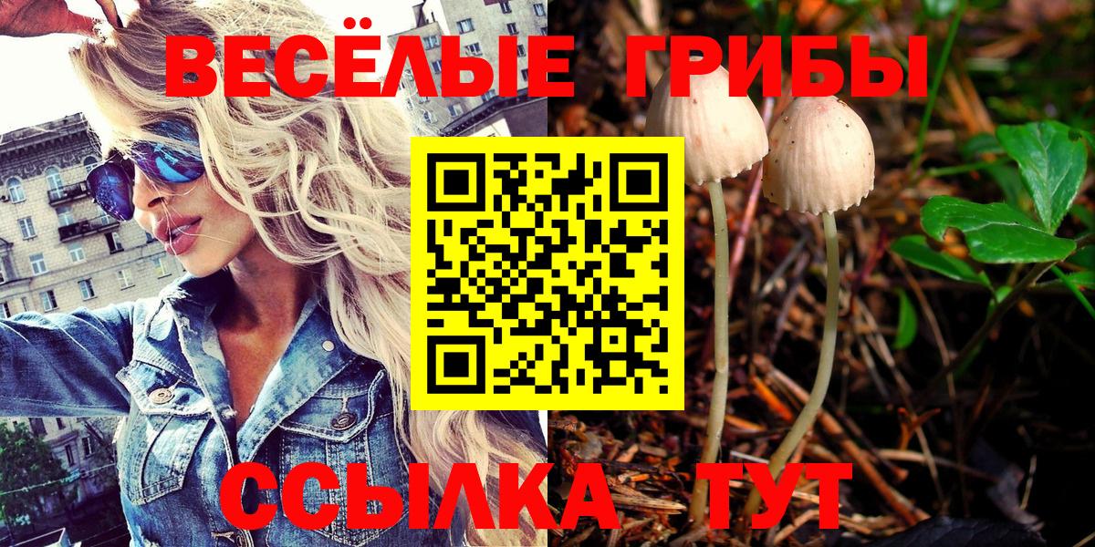 Псилоцибиновые грибы Psilocybine cubensis  Кисловодск 